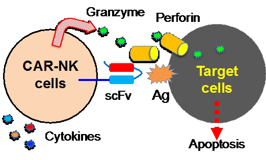 Custom CAR-NK Cell Development – DeMythBio