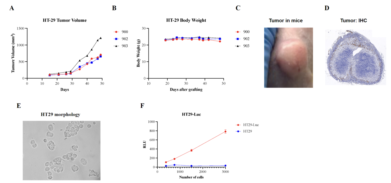 Example: Human CRC HT-29 Cells In Nude Mice